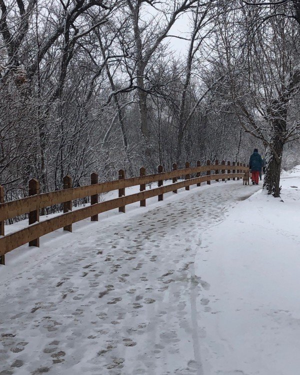 A person walks their dog in the park during winter.
